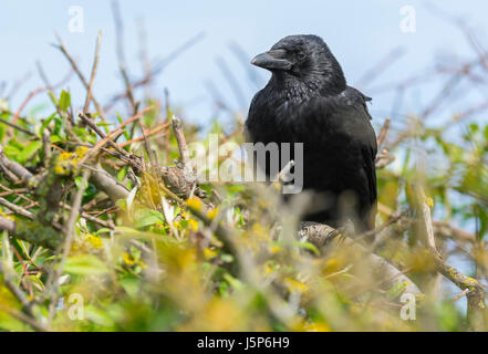 Black Carrion Crow (Corvus Corone) perched in a bush in the UK. Stock Photo