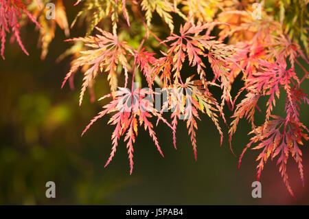 Maple, Japanese maple, Acer palmatum, Leaves showing autumn colours, North Yorkshire, October. Stock Photo