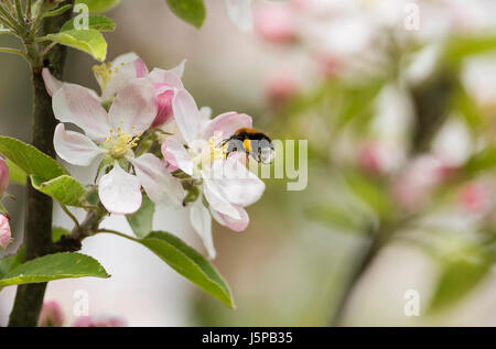 Apple, Malus domestica tree, Bumble bee Bombus hypnorum, feeding on blossom. Stock Photo