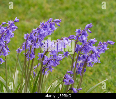 An example of flowering Hyacinthoides x massartiana hybrid bluebell in a garden setting Stock Photo