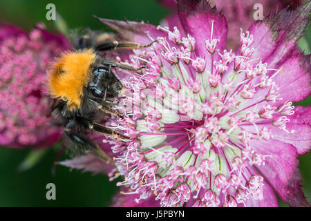 Astrantia, Masterwort, Tree Bumble Bee, Bombus hypnorum, feeding on flower. Stock Photo