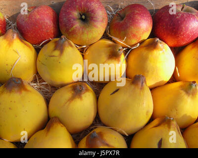 quinces and apples 2 Stock Photo