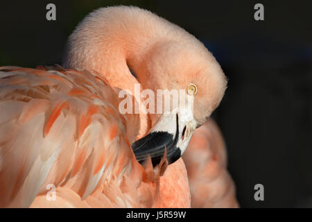 portrait feathering furbish flamingos pink flamingo chileflamingo Stock Photo