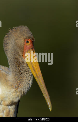 Juvenile yellow billed Stork Stock Photo