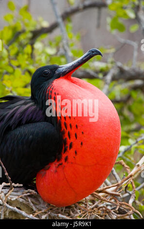 Portrait of Red-bellied frigate. The Galapagos Islands. Birds. Ecuador. Stock Photo