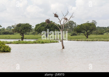 Tree in a flooded area in Kruger Park, South Africa Stock Photo