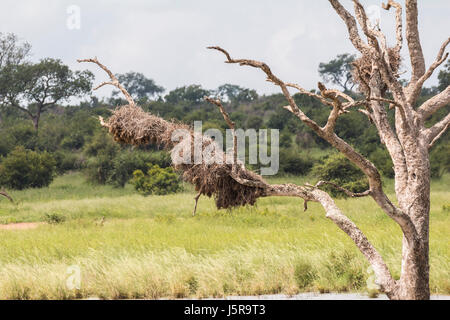 Tree in a flooded area in Kruger Park, South Africa Stock Photo