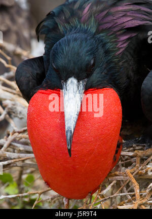 Portrait of Red-bellied frigate. The Galapagos Islands. Birds. Ecuador. Stock Photo