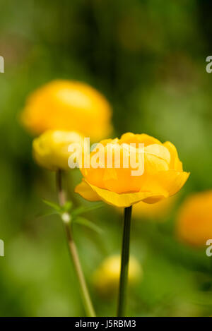 Globeflower, Trollius cultorum, Side view of yellow coloured flower growing outdoor. Stock Photo
