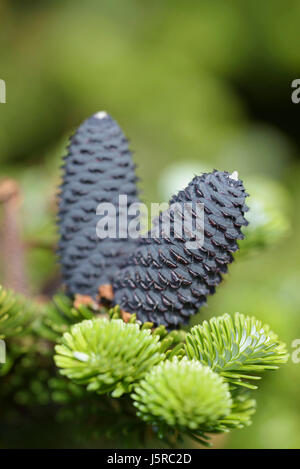 Korean fir 'Silberlocke', Abies koreana 'Silberlocke', Purple cones on young plant. Stock Photo