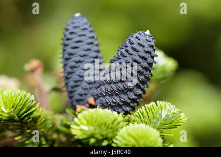 Korean fir 'Silberlocke', Abies koreana 'Silberlocke', Purple cones on young plant. Stock Photo