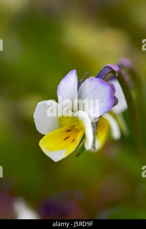 Wild viola tricolor at spring sunny forest on a green blur background, closeup Stock Photo