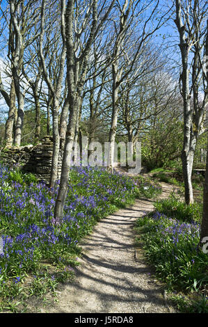 dh Bluebell woods COUNTRY UK woodland path uk footpath through woods bluebells wood spring trail Stock Photo