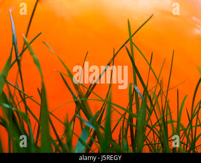 Natural wet grass with un-naturally bright colors behind it Stock Photo