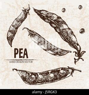 Digital vector detailed line art pea vegetable hand drawn retro illustration collection set. Thin artistic pencil outline. Vintage ink flat style, eng Stock Vector