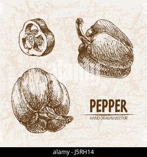 Digital vector detailed line art pepper vegetable hand drawn retro illustration collection set. Thin artistic pencil outline. Vintage ink flat style,  Stock Vector