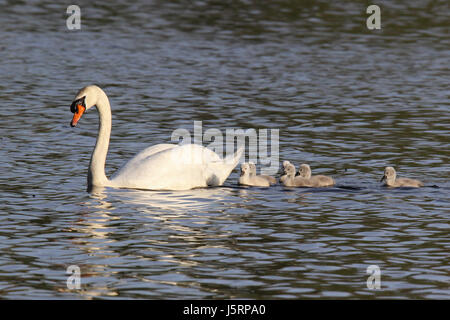 A mother swan swimming with six cygnets Stock Photo
