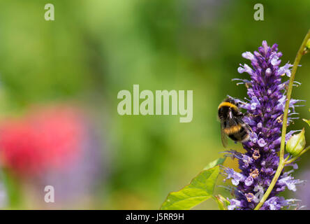 Hyssop, Anise hyssop, Agastache foeniculum, White-tailed Bumble bee, Bombus lucorum,  feeding on flower. Stock Photo