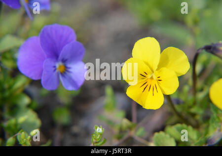 Violas or Pansies Closeup in a Garden different colors Stock Photo