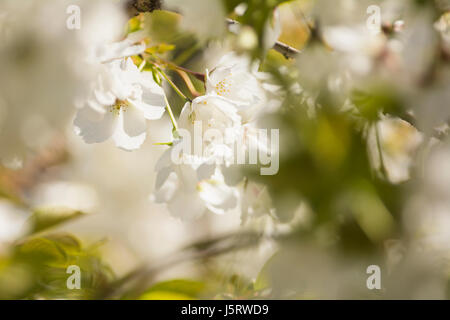 Cherry, Japanese flowering cherry, Prunus serrulata, Tiny white blossoms growing outdoor. Stock Photo