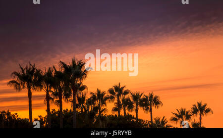 Palm trees in silhouette against an orange and dark sky, Elviria, Marbella. Stock Photo
