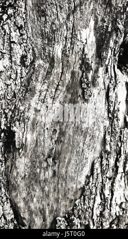 Macro of a bark of olive tree, Nature Stock Photo