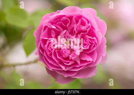 Rose, Rose 'Harlow Carr', Rosa 'Harlow Carr', Pink coloured flower growing outdoor. Stock Photo