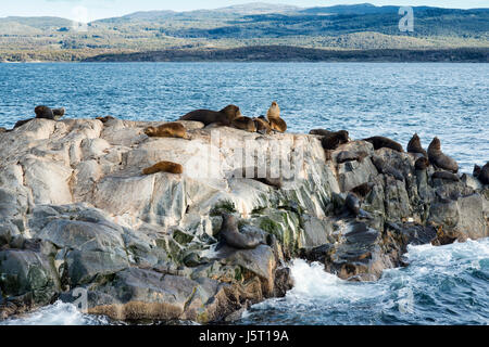 Colony of Sea Lions resting on a small island on the Beagle Channel, Tierra Del Fuego, Argentina Stock Photo