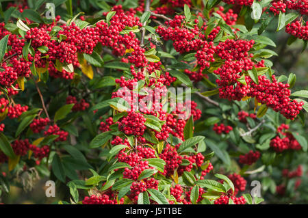 Cotoneaster, Himalayan tree cotoneaster, Cotoneaster frigidus, Plant covered in red berries. Stock Photo