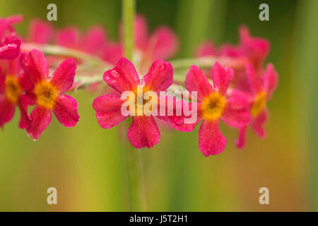 Primula, Primrose, Japanese primrose, Primula japonica, Candelabra primrose, Close up of red flowers covered in raindrops after a shower. Stock Photo