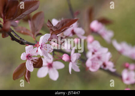 Cherry plum, Black cherry plum, Prunus cerasifera 'Nigra', Pink blossom & leaves  opening together in garden border. Stock Photo