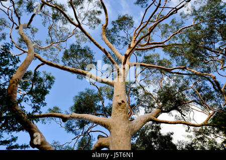 Corymbia citriodora is a tall tree, growing to 35 metres in height Stock Photo