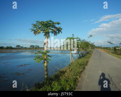 The photograph captures the scenic view of the paddy fields and ...