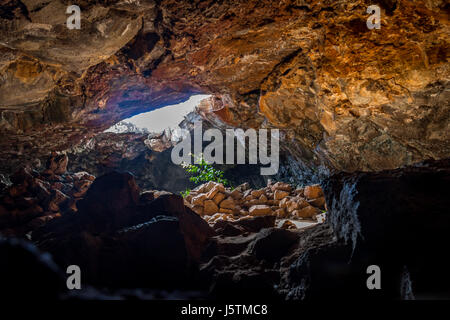 Plant hit by sunlight at Ana Te Pahu Cave - Easter Island, Chile Stock Photo