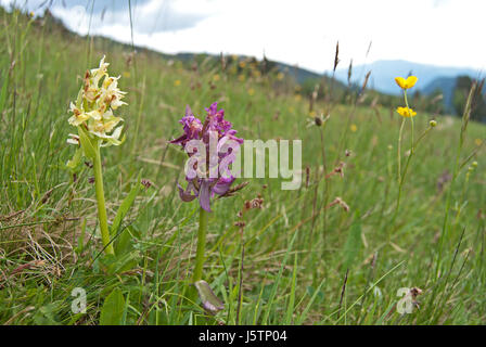 Elder-flowered Orchid (Dactylorhiza sambucina) in various colors from yellow to purple. Stock Photo