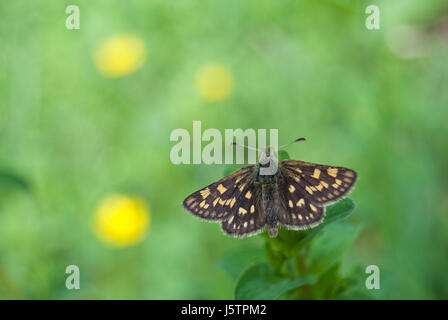 Chequered skipper butterfly (Carterocephalus palaemon) in its natural habitat. Stock Photo