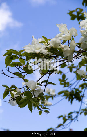 White, late spring flowers of the hardy hybrid dogwood, Cornus 'Eddie's White Wonder' Stock Photo