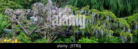 Pink Wisteria floribunda 'Hon beni' (left) alongside the bluer 'Burford' on the Wisteria bridge at The Garden House, Devon, UK Stock Photo