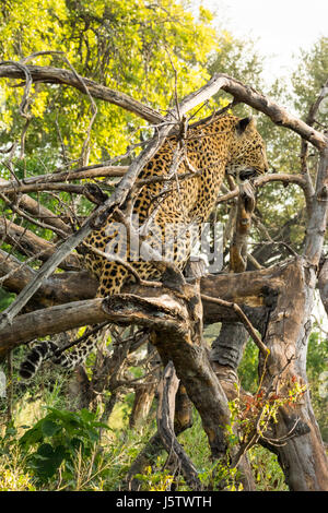 Female leopard looking for her two year old cub  in Chitabe area of the Okavango Delta in Botswana Stock Photo
