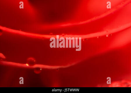 water drops on red rose leaves Stock Photo