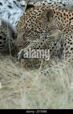 Female leopard (Panthera pardus) with her two year old cub playing in Chitabe area of the Okavango Delta in Botswana Stock Photo