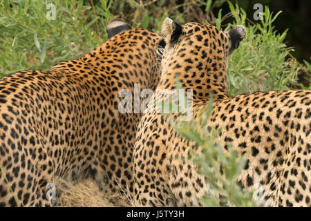 Female leopard (Panthera pardus) with her two year old cub playing in Chitabe area of the Okavango Delta in Botswana Stock Photo