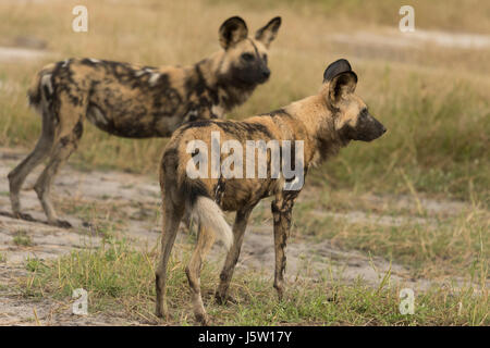 Cape hunting dogs also known as African Wild Dogs playing and hunting in the Okavango Delta Botswana Stock Photo