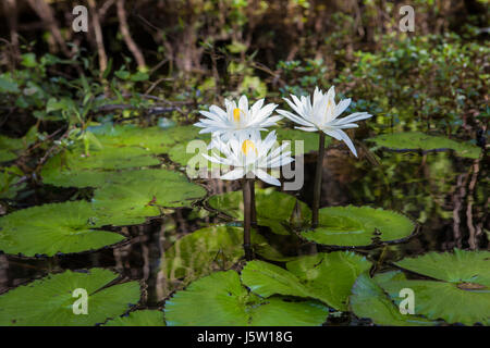 Wild water lillies in the Florida Everglades-Edit Stock Photo