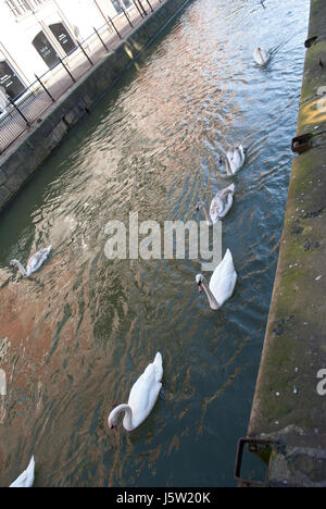 Swans on the River Witham in Lincoln Stock Photo