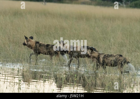 Cape hunting dogs also known as African Wild Dogs playing and hunting in the Okavango Delta Botswana Stock Photo