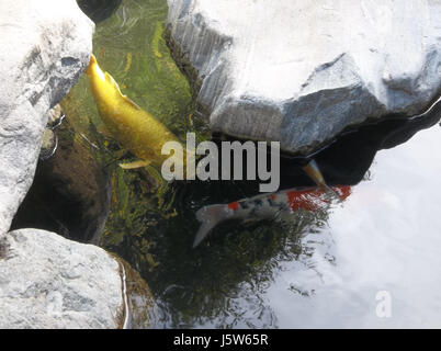 The Japanese Garden in Balboa Park, San Diego, is a beautiful and