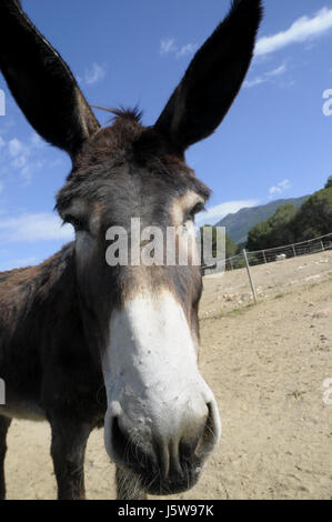donkey head and ears in the Montseny, Catalunya.  Simple, basic, mammal, family Equidae, specifically to the order of peridodactyls, endangered specie Stock Photo