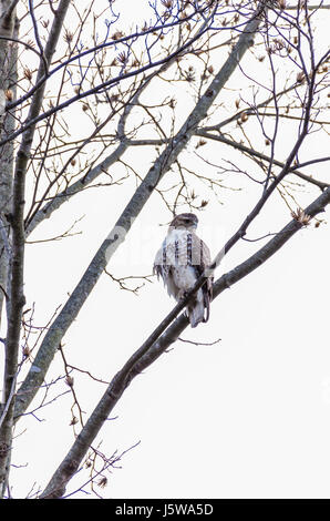 Broad-winged Hawk, Buteo platypterus, perched on a tree isolated against sky in Virginia forest in winter Stock Photo