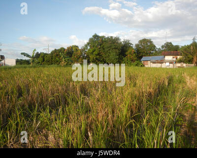 0427 Barangay Batia Bocaue Bulacan Fields Roads  03 Stock Photo